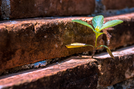 little plant based on niche of the old brickの写真素材