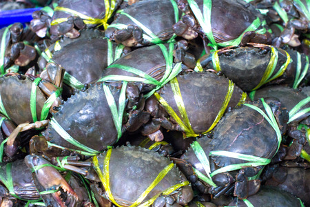 Fresh Crabの写真素材