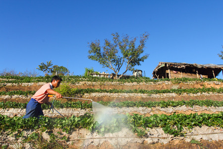 FANG DISTRICT, CHAINGMAI, THAILAND - JAN 23, 2013: Man watering Strawberry fieldのeditorial素材