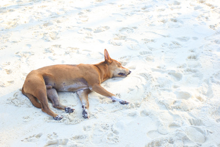 A brown local dog sleeping and relaxing on the white sand floor of the beach