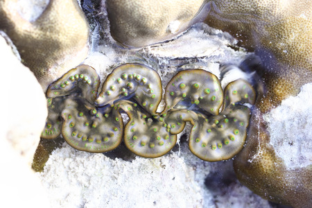 Nature Giant clam , Tridacna gigas type on the beach in natureの写真素材