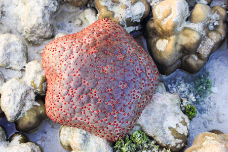 Starfish on the sea floorの写真素材