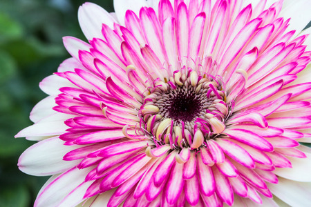 Close up of white and pink Gerberaの写真素材