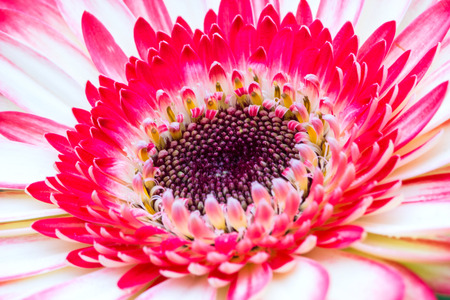 Close up of white and pink Gerberaの写真素材