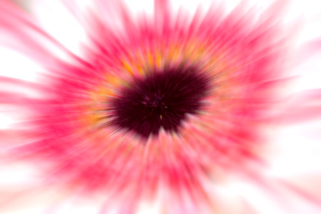 White and pink Gerbera blur abstract backgroundの写真素材
