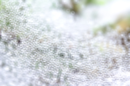 Dew drops blur abstract background and texture.
