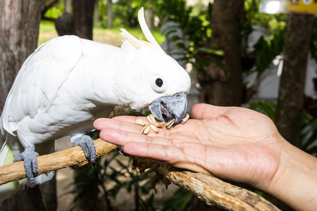 White Parrot - Sulphur-crested cockatoo - Cacatua galerita eating pumpkin seeds.の写真素材