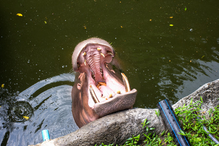 Hippopotamus in the Zoo.