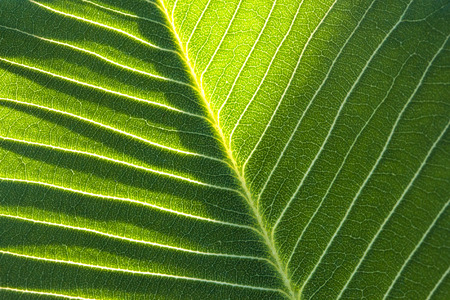 Leaf texture.