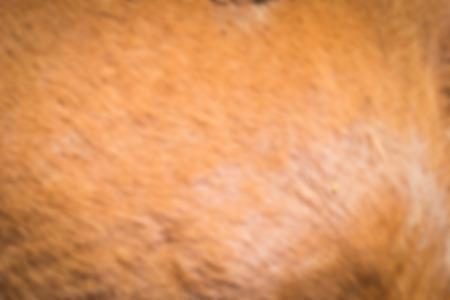 Blur image of Horsehair backgroundの写真素材