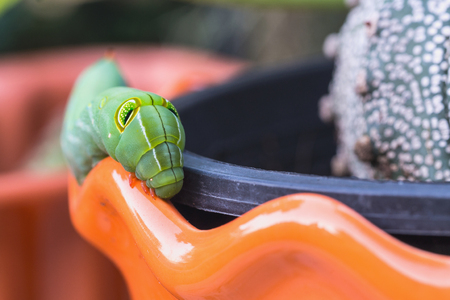 Close up green caterpillar. Selective focus.の写真素材