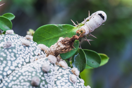 Close up caterpillar eating green leafの写真素材