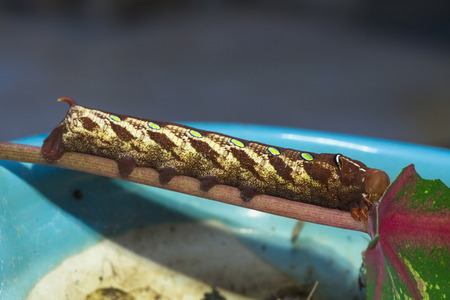 Close up brown caterpillar eating green leafの写真素材