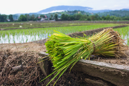rice seedling in northern thailandの写真素材