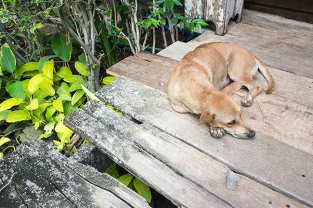 Dog sleeping on the floorの写真素材