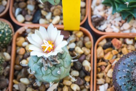 Blooming white flower cactus named "Turbinicarpus"の写真素材