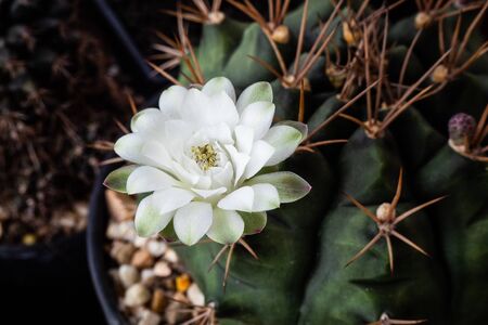 Blooming white flower of Gymnocalycium cactusの写真素材