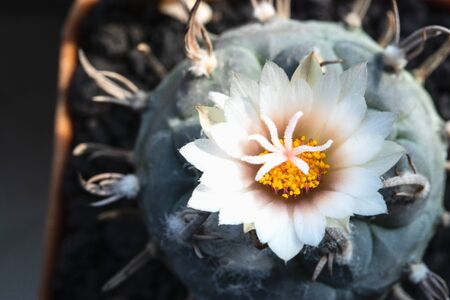 Light pink flower of Turbinicarpus  cactus