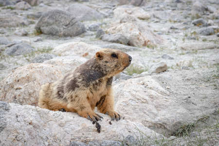 Two Himalayan Marmot in Leh Ladakh, Indiaの写真素材
