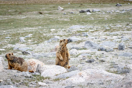 Two Himalayan Marmot in Leh Ladakh, Indiaの写真素材