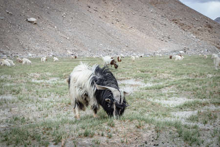Pashmina goat in Leh Ladakh, Jammu And Kashmir, India.の写真素材