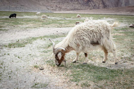 Pashmina goat in Leh Ladakh, Jammu And Kashmir, India.の写真素材