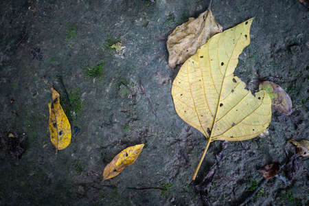 Dried leaves on the rock. Natural concept.の写真素材