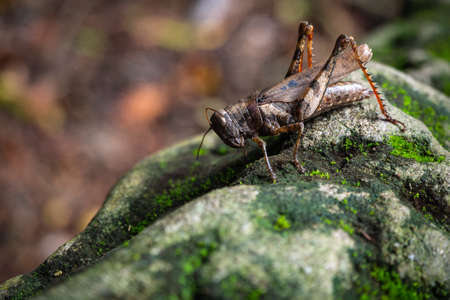 Close up of brown grasshopper in the forest. Macro conceptual.の写真素材