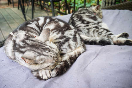 Two cats sleeping on the couch. Relaxing concept.の写真素材