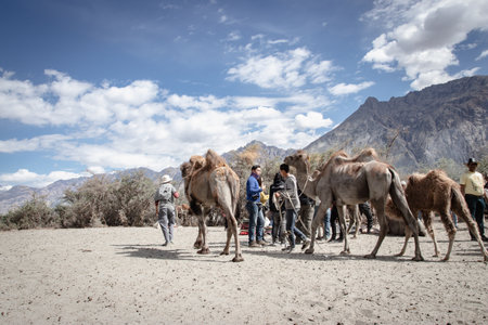 LEH LADAKH, INDIA - JUN18, 2018: Tourist travel to visit Hunder sand dune for riding camel at Nubra valley, Leh Ladakh, India.のeditorial素材