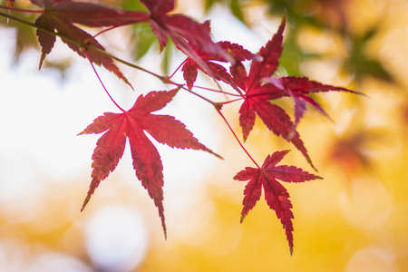 Red maple Leaves on yellow blurred backgroundの写真素材