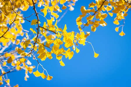 Changed yellow color of Leaves on blue sky background.の写真素材