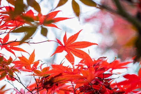 Red maple Leaves in Japanの写真素材