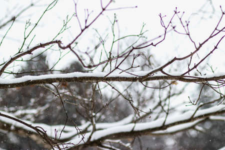 Snow fall on the branches.の写真素材