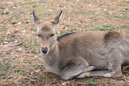 A deer resting at the park near to Todaiji Temple in Nara, Japan.の写真素材