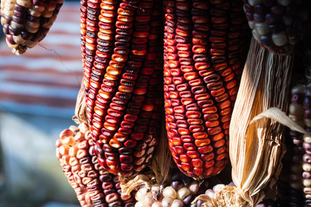 Dried purple waxy corns with contrast of light.