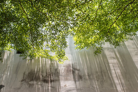 Abstract shadow and covered leaves  on concrete wall background.の写真素材