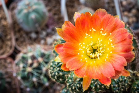 Blooming orange flower of Lobivia cactus.の写真素材