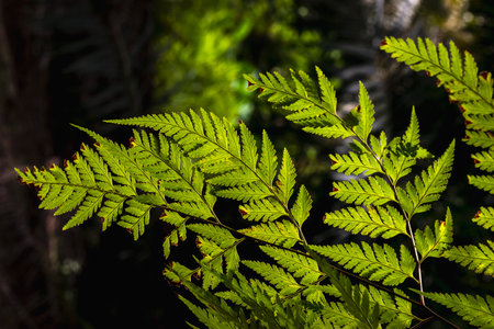 Natural fern leave pattern. Natural background and texture.の写真素材