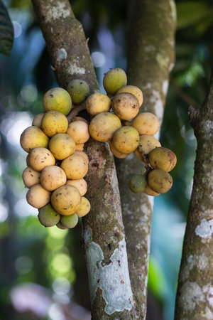 Southern langsat (Longkong fruit) on a branch.の写真素材