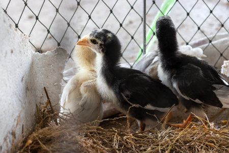 Chicks in the the chicken coop.の写真素材