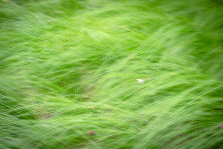 Blur abstract of green grass field blown by wind. Natural background and texture.の写真素材