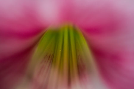 a beutiful flower in gardenの写真素材