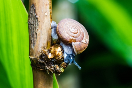 snailの写真素材