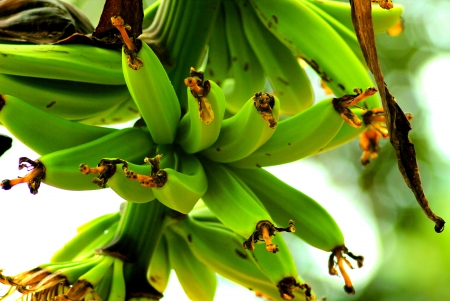 bananaの写真素材