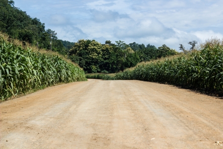 the rural road in the corn