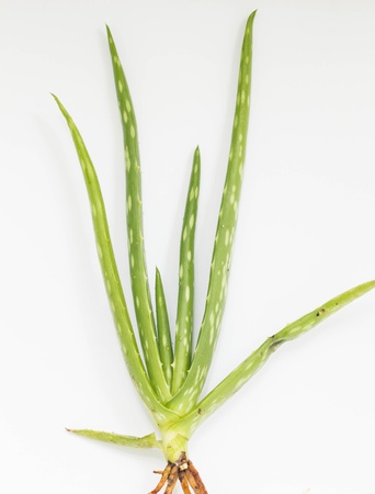 aloe is drug in thai land herbの写真素材