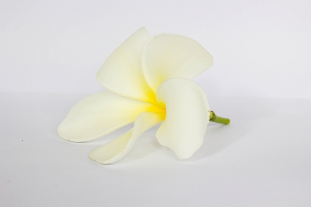 a beautiful flower in gardenの写真素材