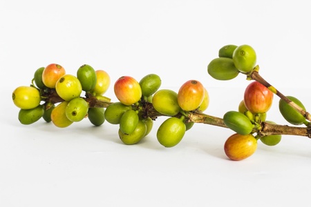 a green coffee in white ground north thailandの写真素材