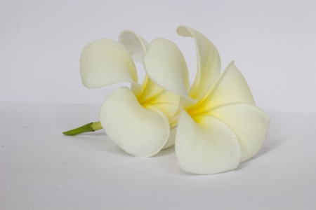 a beautiful flower in gardenの写真素材